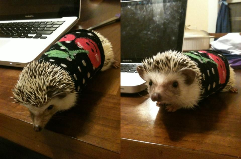 a hedgehog wearing a sweater